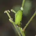 5th instar caterpillar