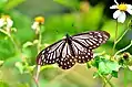 Lesser mime(Papilio epycides)