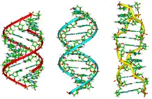 Side view of molecular models of A-, B-, Z- DNA.