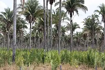 A. speciosa forest in Maranhão state, Brazil