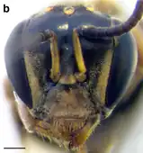 A. cincta (Queensland population) worker face. Scale bar = 0.25 mm