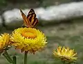 Common jester with part of the forewing visible