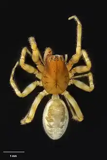 Holotype of Metafroneta subversa Blest & Vink, 2002, from Te Papa's insects collection.