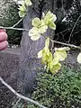 Samarae