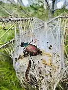 Calosoma sycophanta beetle eating caterpillar, Turkey