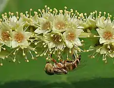 Inflorescence