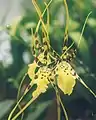 Brassia Rattler = B. maculata × B. arcuigera (syn. B. longissima)