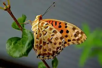 Ventral view