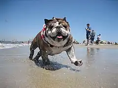 Rosie's Dog Beach