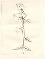 Botanical illustration