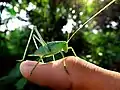 Katydid Grasshopper