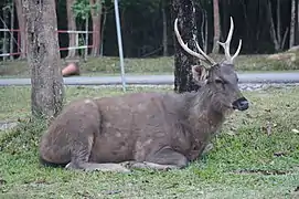 A male Sambar deer