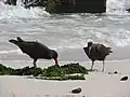 A pair feeding on some shellfish