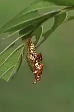 Pupa