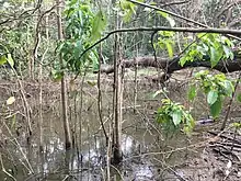 This photo was taken by Ivan Odongo, a student from Busitema University during a field work study in Mabira Central Forest Reserve with an objective of analyzing the environmental impact assessment (EIA). the picture shows a stagnant water stream that was blocked by a bus as it had an accident on Kampala-Jinja road.