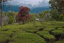 Palampur