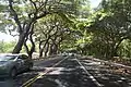 A tunnel of Monkeypod Trees on Hawaii Route 30, Maui.