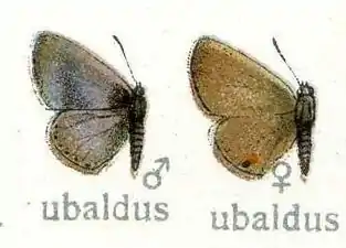 Male left, female right, from Adalbert Seitz