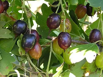 Berries close-up