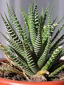 Haworthiopsis attenuata