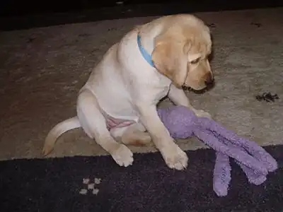 A puppy with a KONG Wubba