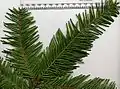 A. grandis foliage – upper side of the leaves