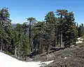 Mixed Abies concolor subsp. lowiana and Pinus jeffreyi forest in the San Gabriel Mountains