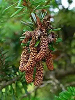 Male cones