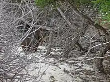 Tammar in dense bush