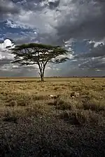 Savanna scenery