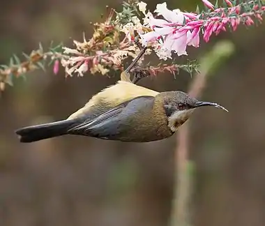 Female on Common Heath (Epacris impressa), Royal Tasmanian Botanical Gardens