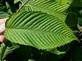 Leaves on a tree at the Morton Arboretum, accession 6-61-4