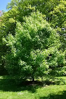 Tall trees full of leaves in a grassy land.