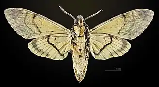 A. s. styx male underside