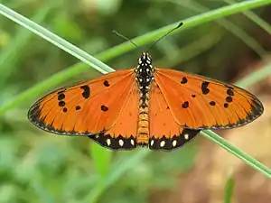 Imago (dorsal view)