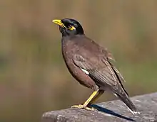 Common myna (Acridotheres tristis)