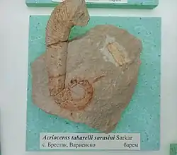 en:Acrioceras tabarelli sarasini (Sarkar), en:Barremian, en:Brestak, (Coll. St. Breskovski) at the en:Sofia University "St. Kliment Ohridski" Museum of Paleontology and Historical Geology