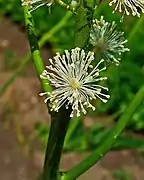 Close-up of the flower