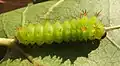 Actias artemis reared on American Sweetgum