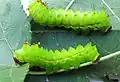 Actias artemis