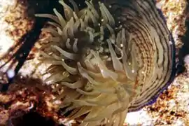 Actinia cari