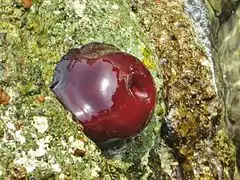 Actinia mediterranea