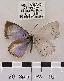 Museum specimen