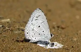 Ventral view