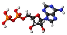 Ball-and-stick model of ADP (shown here as a 3- ion)