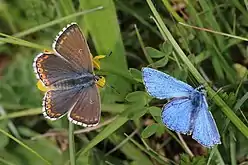 Courting pair