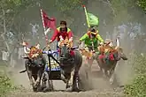 Makepung buffalo race in Jembrana Regency, Bali