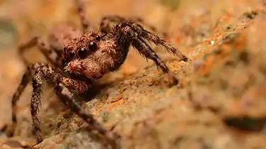 Adult male face