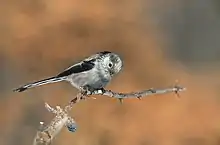 Long-tailed titAegithalos caudatus