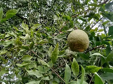 Leaves and fruit